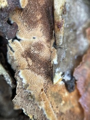 Fuscoporia