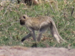 Chlorocebus cynosuros