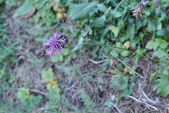 Centaurea scabiosa