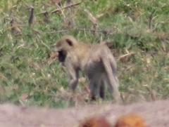 Chlorocebus cynosuros