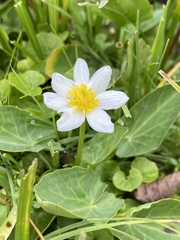Caltha chionophila
