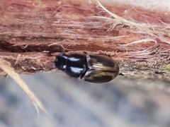 Aphodiini