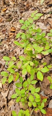 Vaccinium pallidum