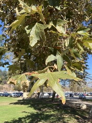Platanus racemosa