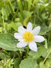Caltha chionophila