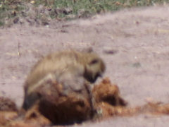 Chlorocebus cynosuros