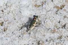 Eunota circumpicta