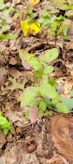 Vaccinium pallidum