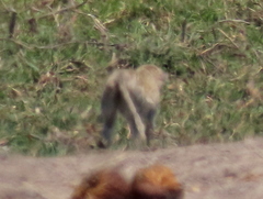Chlorocebus cynosuros