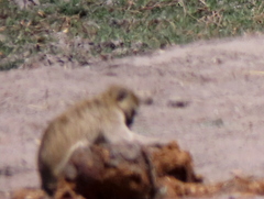 Chlorocebus cynosuros