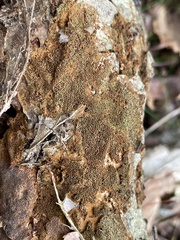 Fuscoporia ferrea