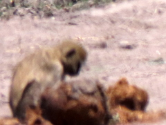 Chlorocebus cynosuros