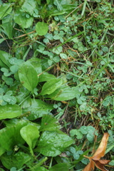 Plantago