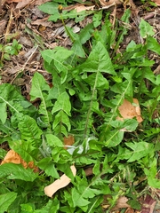 Taraxacum officinale