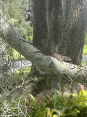 Anolis sagrei