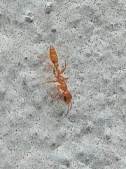 Pseudomyrmex