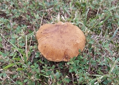 Aureoboletus innixus