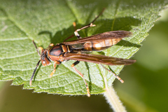 Aphanilopterus