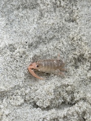 Megalorchestia corniculata