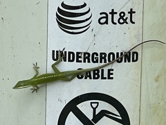 Anolis carolinensis