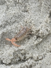 Megalorchestia corniculata