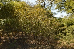 Crataegus invisa