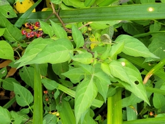 Solanum dulcamara
