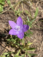 Campanula parryi