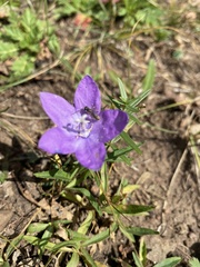 Campanula parryi