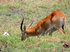 Kobus leche leche