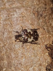 Protaetia aurichalcea