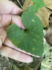 Viola sororia