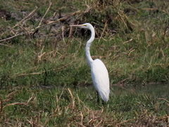 Ardea alba melanorhynchos