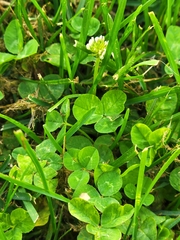 Trifolium repens