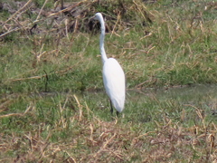 Ardea alba melanorhynchos