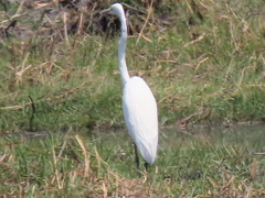 Ardea alba melanorhynchos