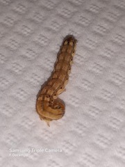 Helicoverpa armigera