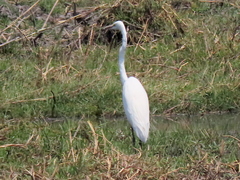 Ardea alba melanorhynchos