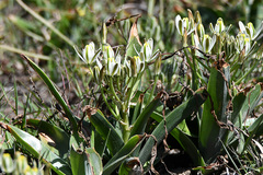 Albuca setosa