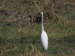 Ardea alba melanorhynchos