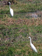 Ardea alba melanorhynchos
