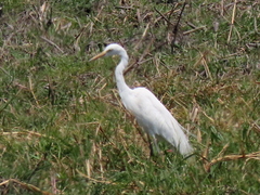 Ardea intermedia brachyrhyncha