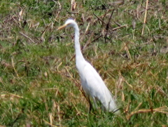 Ardea intermedia brachyrhyncha