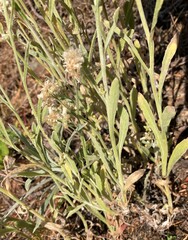 Pseudognaphalium thermale