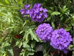 Verbenaceae