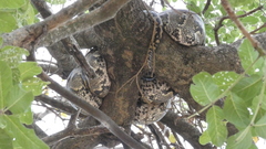 Python natalensis