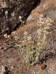 Pseudognaphalium thermale