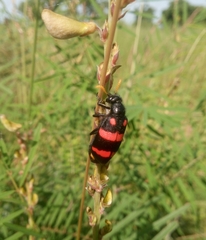 Hycleus biundulatus