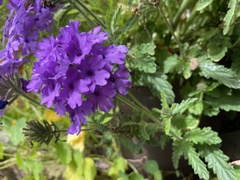 Verbenaceae
