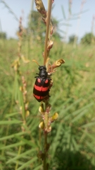 Hycleus biundulatus